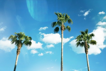 Three nice palm trees against blue sunny sky.の写真素材