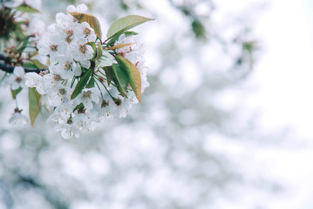 Flowers of the cherry blossoms on a spring day.の写真素材
