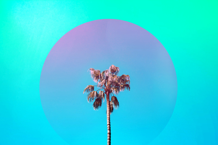 Three nice palm trees against blue sunny sky.の写真素材