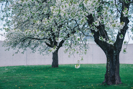 Park with cherry trees on a fresh green lawn.の写真素材