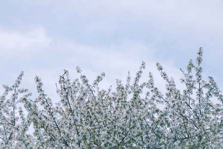 Flowers of the cherry blossoms on a spring day.の写真素材