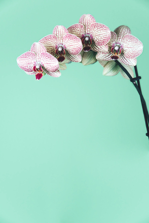 Phalaenopsis Orchid on a geen background.の写真素材
