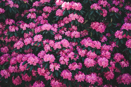 Rhododendron flower pattern.の写真素材