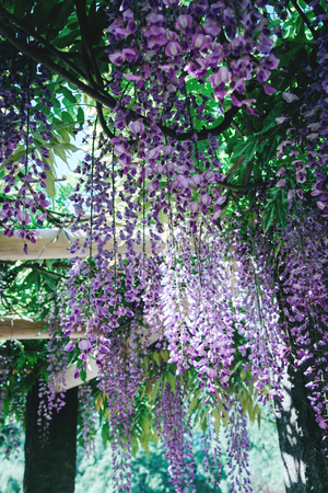 Wisteria Flowers in a park.の写真素材