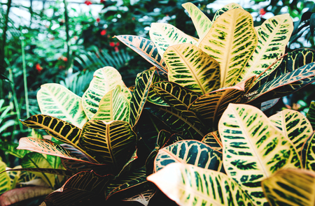 Tropical green leaves on dark background.の写真素材