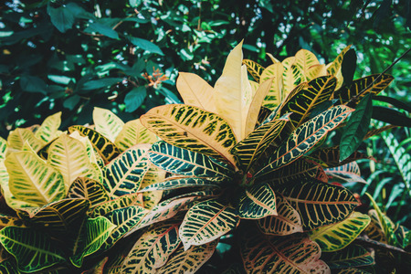 Tropical green leaves on dark background.の写真素材