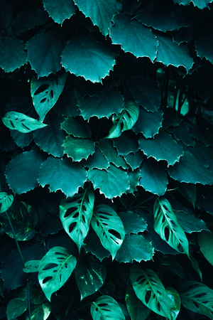 Tropical green leaves on dark background.の写真素材