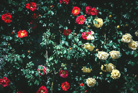 Beautiful colorful flower bed at island Mainau, Germany.の写真素材