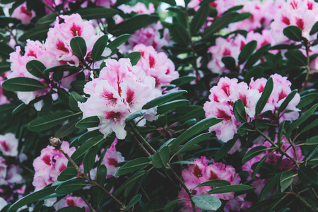 Rhododendron pink flowers background. Rhododendron flower pattern.の写真素材