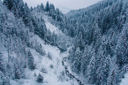 View of snow covered pine forest in Switzerland, Europe.の写真素材