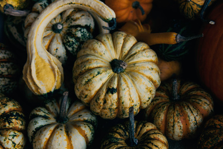 A rustic autumn still life with organic pumpkins in the hay.の写真素材