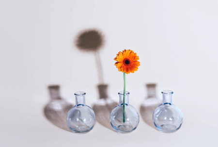 Orange daisy flower in a vase on trendy background. Copy space.の写真素材