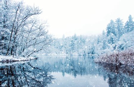 Frozen lake in snowy forest, close up. Black forest, Germany.の写真素材