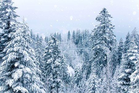 View of snow covered pine forest in Switzerland, Europe.の写真素材