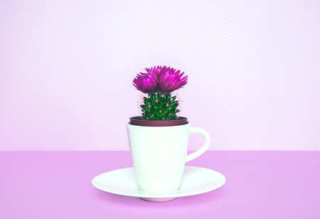 Small cactus in a flowerpot on a trendy background. Creative minimal design.の写真素材