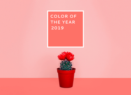 Small cactus in a flowerpot on a trendy background. Color of the year 2019.の写真素材