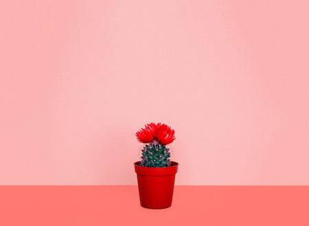 Small cactus in a flowerpot on a trendy background. Color of the year 2019.の写真素材