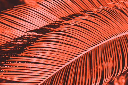 Creative tropical yellow leaves layout. Creative sommer concept.の写真素材