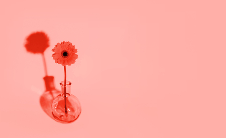 Orange daisy flower in a vase on trendy background. Copy space. Color of the year 2019.の写真素材