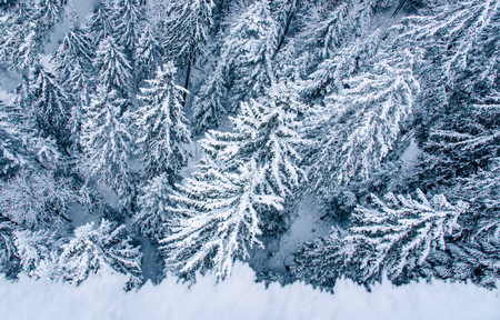 View of snow covered pine forest in Switzerland, Europe.の写真素材