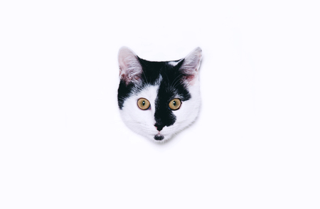 Cute cat looking out from a round window on white paper background. Minimal art style with copy space.の写真素材
