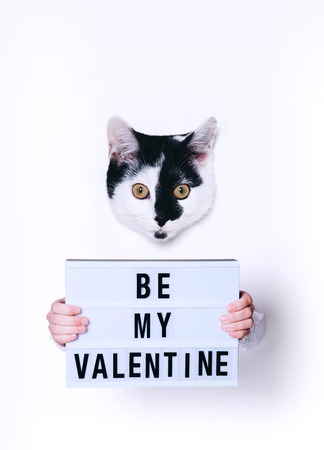 Cute cat holding Be My Valentine sign on white background. Minimal art style.の写真素材