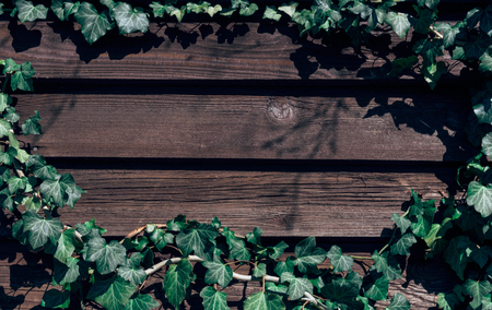 A wall of common ivy as a background or texture. Hedera helix.の写真素材