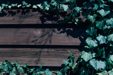 A wall of common ivy as a background or texture. Hedera helix.の写真素材