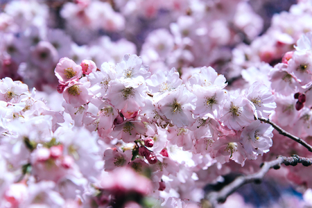 Flowers of the cherry blossoms on a spring day. Nature concept.の写真素材