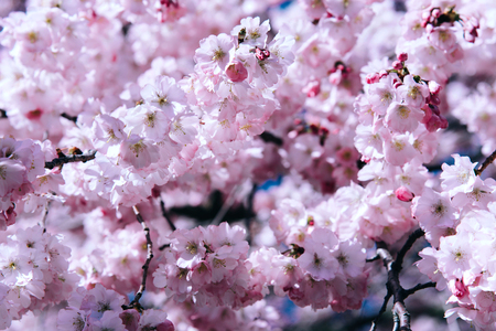 Flowers of the cherry blossoms on a spring day. Nature concept.の写真素材