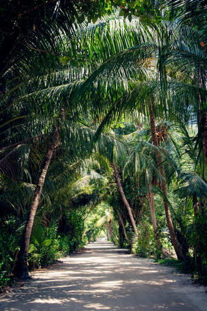 Tropical green leaves on dark background. Nature forest plant conceptの写真素材