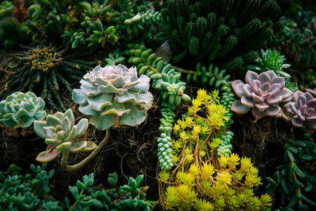 Tropical green leaves on dark background. Nature forest plant conceptの写真素材