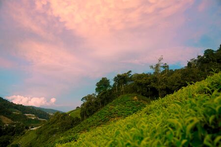 Tea plantations in the Cameron Highlands, Malaysia.の写真素材