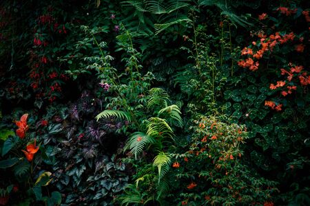 Tropical green leaves on dark background. Nature forest plant concept