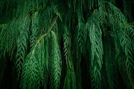 Tropical green leaves on dark background. Nature forest plant conceptの写真素材