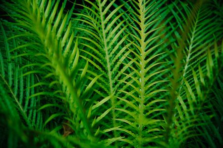 Tropical green leaves on dark background. Nature forest plant conceptの写真素材