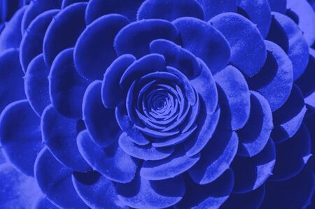 Abstract close up of an echeveria plant, succulent. Color of the year 2019.の写真素材