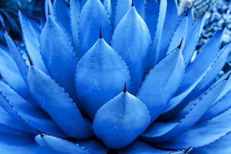 Closeup view of a blue agave plant. Nature concept. Trendy color 2020.の写真素材