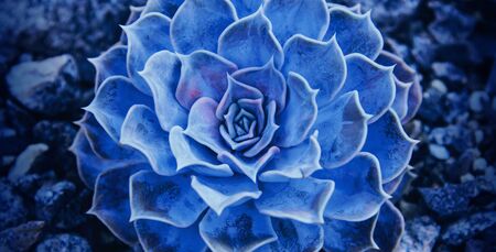 Small succulent in a flowerpot. Creative minimal design. Trendy color 2020.