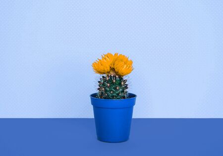 Small cactus in a flowerpot on a trendy blue background. Creative minimal design.の写真素材