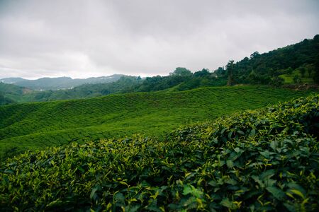 Tea plantations in the Cameron Highlands, Malaysia.の写真素材