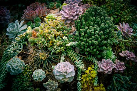 Tropical green succulents as a natural background. Nature forest plant conceptの写真素材