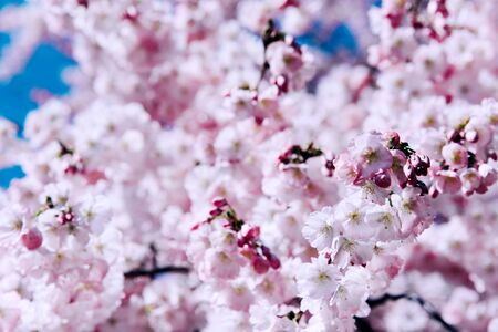 Flowers of the cherry blossoms on a spring day. Nature concept.の写真素材