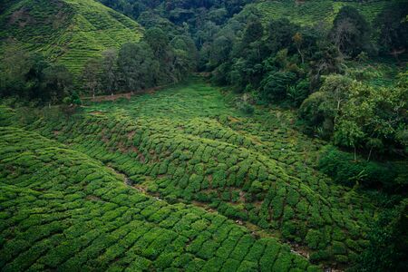 Tea plantations in the Cameron Highlands, Malaysia.の写真素材