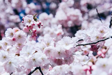 Flowers of the cherry blossoms on a spring day. Nature concept.の写真素材