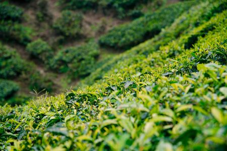 Tea plantations in the Cameron Highlands, Malaysia.の写真素材