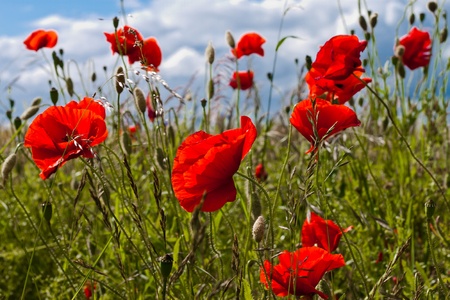 Wild growing poppyflowers