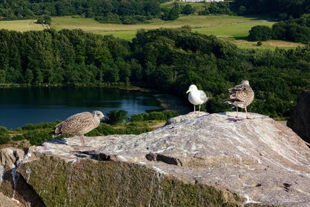 Three seagulls standing on the cliffs above waterの写真素材