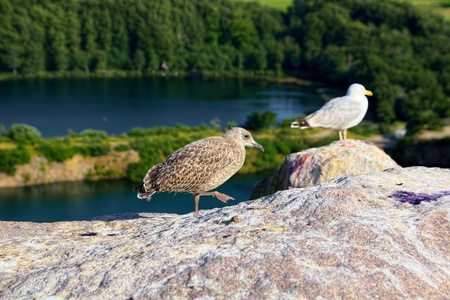 Young seagull walking on the cliffs above waterの写真素材