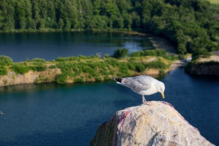 Seagull standing on a rock with water in the backgroundの写真素材